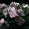 雨   粒　IMGP2768zz