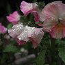 雨粒の重み　IMGP2756zz