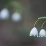 春の花フェス　春なのに