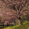 オオカン夜桜～ⅶ