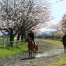 桜と馬