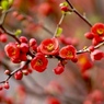 春の花フェス　花ボケ