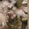 spring for tokyoites 2022