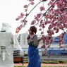 桜便り～xix