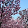 桜便り～xx