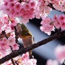 オオカンサクジローⅱ