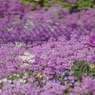 春の花フェス　さくら草の庭