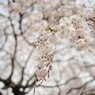 spring for tokyoites 2022