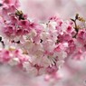 桜便り～xxi