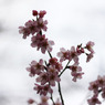透かし桜