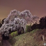 墓地の桜