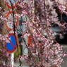歩道の枝垂桜