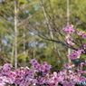 公園の桜