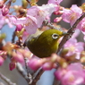 春の里山で2(河津桜とメジロ2)
