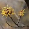 公園の春の花　６