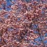 桜満開！