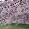 桜満開③