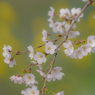 桜の季節　ちょっと菜の花＾＾