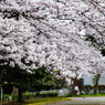 雪崩桜