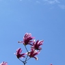 紫木蓮と青空