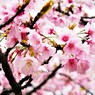 桜、満開