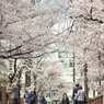 spring for tokyoites 2022