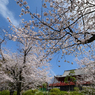 「上野公園の桜満開」-2