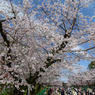 「上野公園の桜満開」-3