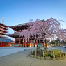 「浅草寺の枝垂桜」