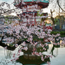 「弁天堂と桜」