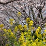 春が来た