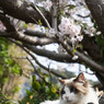 しっとりお花見