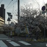 桜な景色①　ごみステーション