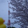 桜な景色②　アンテナ