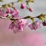 桜便り～xxx