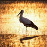 夕暮れコウノトリ