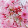 桜…ほのかに