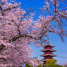 池上の春