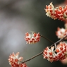 咲く花、待つ人、来る季節　４