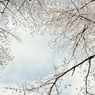 spring for tokyoites 2022
