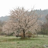 アイコンの桜