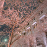 夜桜散歩(日本橋～越中島クルーズ)