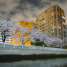 夜桜散歩(日本橋～越中島クルーズ)