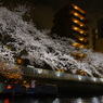 夜桜散歩(日本橋～越中島クルーズ)