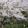 公園の桜