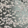 spring for tokyoites 2022