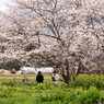 桜の木の下で