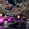 夢桜