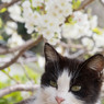 はっちゃんと桜