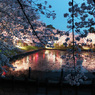 夜桜3